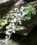 Saxifraga cotyledon